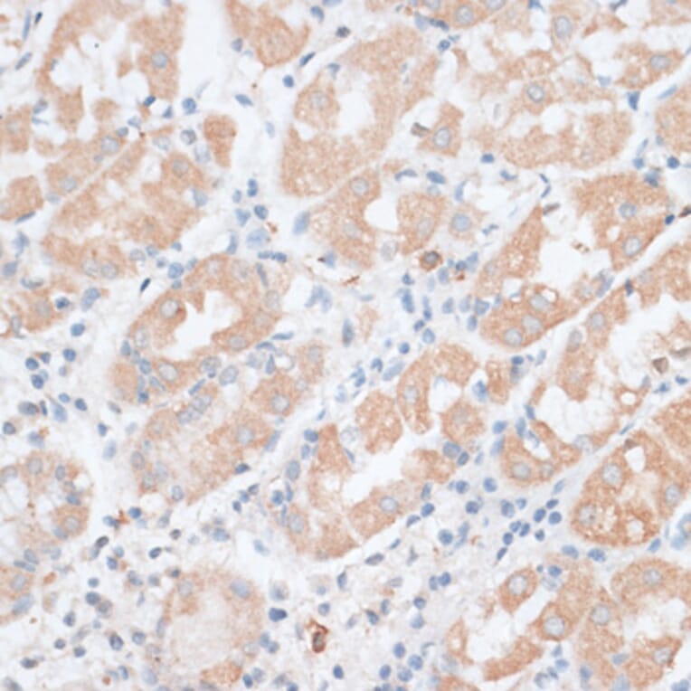 Immunohistochemistry - Anti-PAEP Antibody (A14757) - Antibodies.com