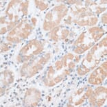 Immunohistochemistry - Anti-PAEP Antibody (A14757) - Antibodies.com