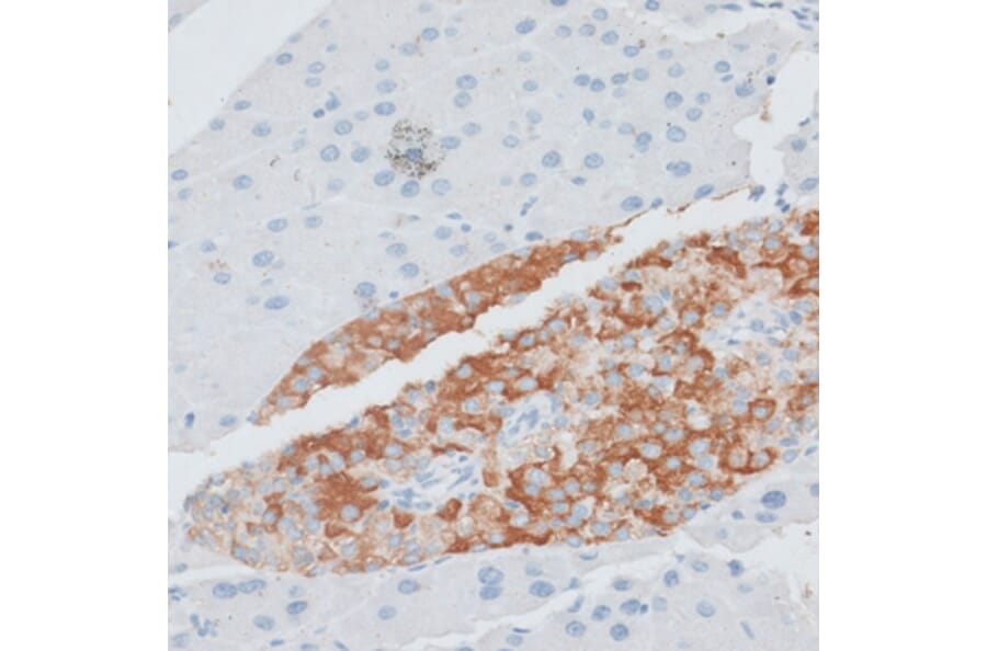 Immunohistochemistry - Anti-PAEP Antibody (A14757) - Antibodies.com