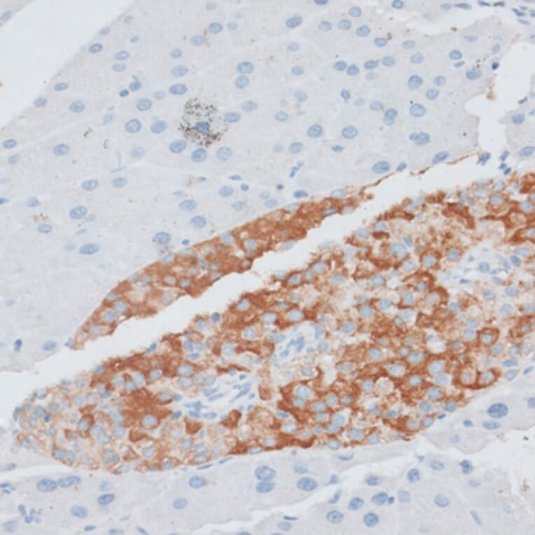 Immunohistochemistry - Anti-PAEP Antibody (A14757) - Antibodies.com