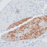 Immunohistochemistry - Anti-PAEP Antibody (A14757) - Antibodies.com