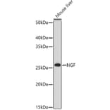 Western Blot - Anti-NGF Antibody (A92198) - Antibodies.com