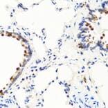 Immunohistochemistry - Anti-NTF3 Antibody (A12475) - Antibodies.com
