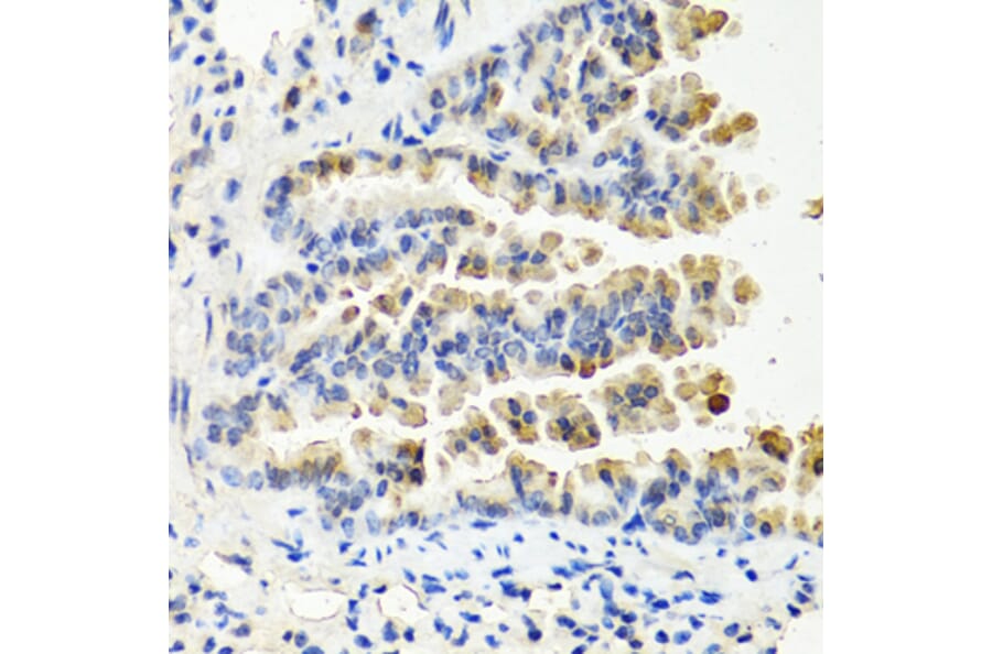 Immunohistochemistry - Anti-NTF3 Antibody (A12475) - Antibodies.com