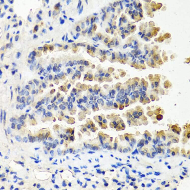 Immunohistochemistry - Anti-NTF3 Antibody (A12475) - Antibodies.com