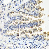 Immunohistochemistry - Anti-NTF3 Antibody (A12475) - Antibodies.com