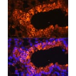 Immunofluorescence - Anti-Cytokeratin 7 Antibody (A92201) - Antibodies.com