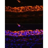 Immunofluorescence - Anti-Cytokeratin 7 Antibody (A92201) - Antibodies.com