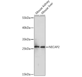 Western Blot - Anti-NECAP2 Antibody (A92203) - Antibodies.com