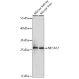 Western Blot - Anti-NECAP2 Antibody (A92203) - Antibodies.com