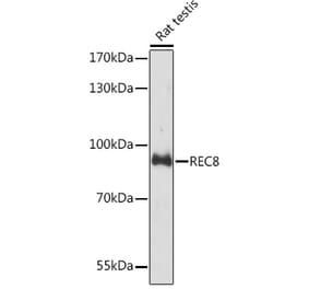 Western Blot - Anti-REC8 Antibody (A92204) - Antibodies.com