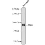 Western Blot - Anti-REC8 Antibody (A92204) - Antibodies.com