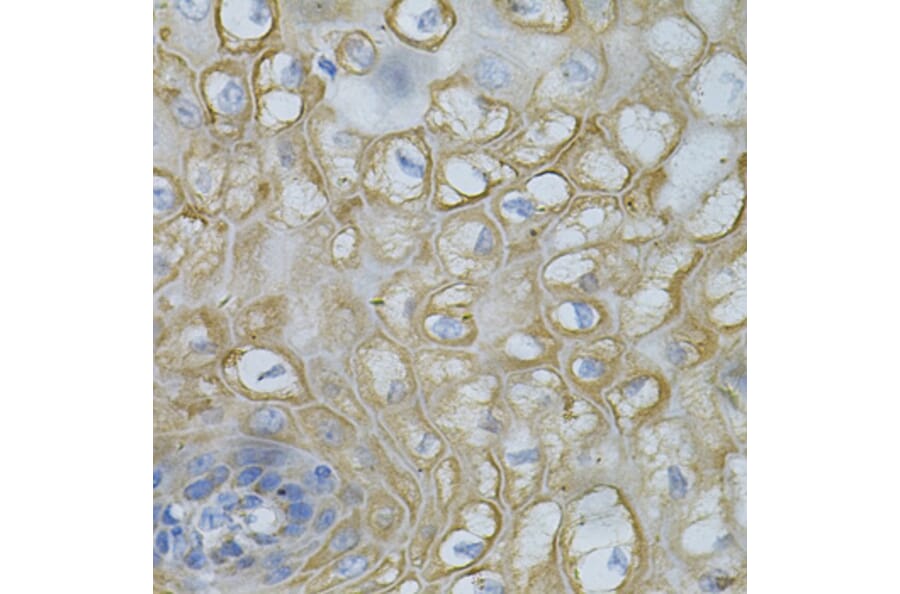Immunohistochemistry - Anti-DEFB132 Antibody (A92205) - Antibodies.com