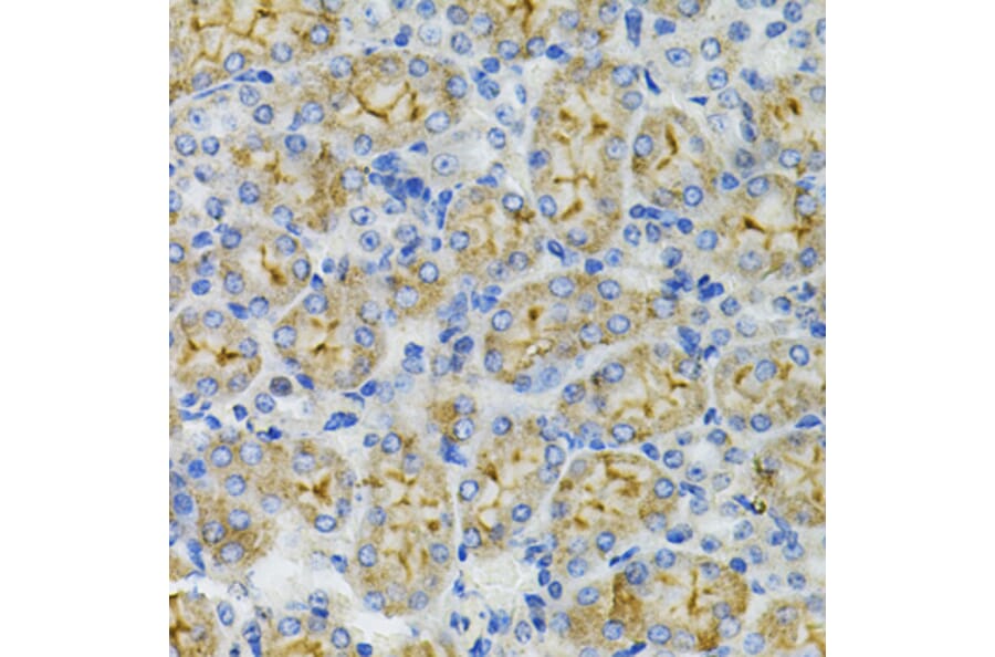 Immunohistochemistry - Anti-DEFB132 Antibody (A92205) - Antibodies.com