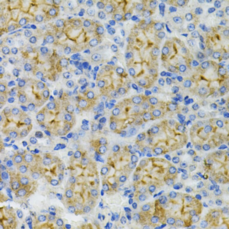 Immunohistochemistry - Anti-DEFB132 Antibody (A92205) - Antibodies.com