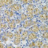 Immunohistochemistry - Anti-DEFB132 Antibody (A92205) - Antibodies.com
