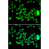 Immunofluorescence - Anti-HYAL3 Antibody (A14075) - Antibodies.com
