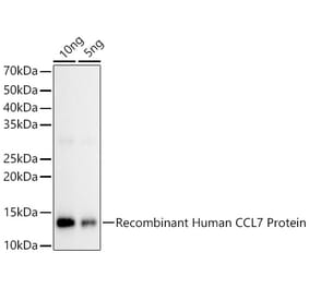 Western Blot - Anti-MCP3 Antibody (A92215) - Antibodies.com
