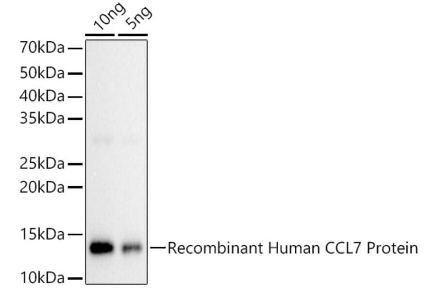 Western Blot - Anti-MCP3 Antibody (A92215) - Antibodies.com