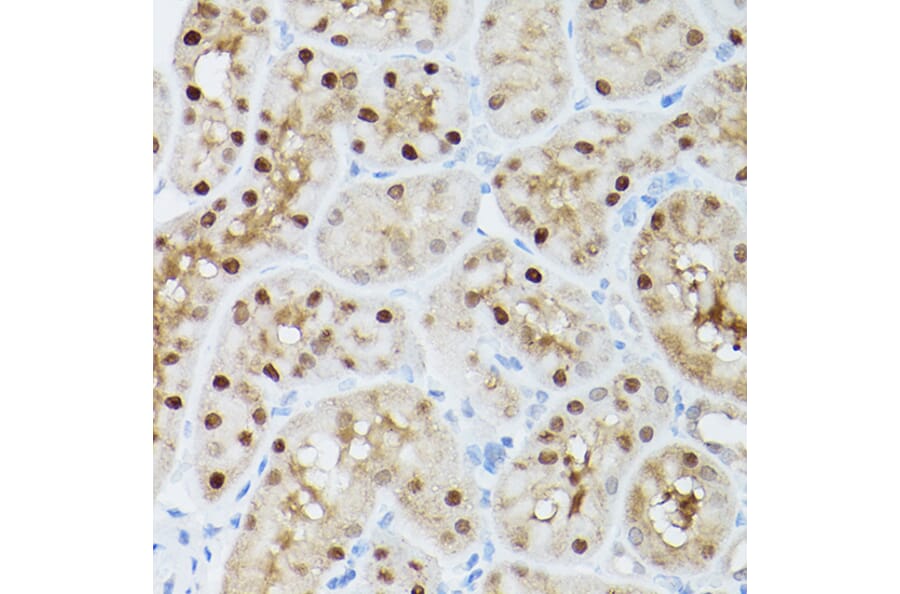Immunohistochemistry - Anti-ADK Antibody (A92220) - Antibodies.com
