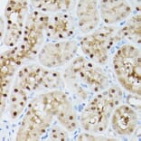 Immunohistochemistry - Anti-ADK Antibody (A92220) - Antibodies.com