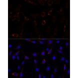 Immunofluorescence - Anti-ZNF179/BFP Antibody (A92224) - Antibodies.com