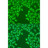 Immunofluorescence - Anti-LRP6 Antibody (A92227) - Antibodies.com