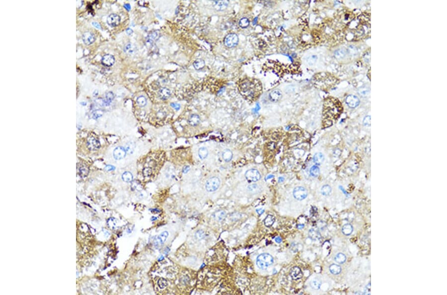 Immunohistochemistry - Anti-COMP Antibody (A16331) - Antibodies.com