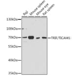 Western Blot - Anti-TRIF Antibody (A92232) - Antibodies.com