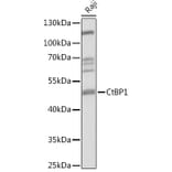 Western Blot - Anti-CtBP1 Antibody (A92234) - Antibodies.com
