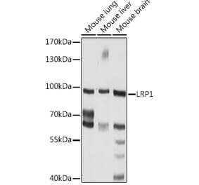 Western Blot - Anti-LRP1 Antibody (A92236) - Antibodies.com