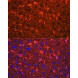 Immunofluorescence - Anti-Ceruloplasmin Antibody (A92238) - Antibodies.com