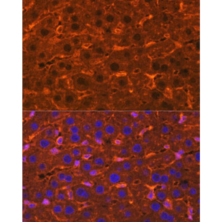 Immunofluorescence - Anti-Ceruloplasmin Antibody (A92238) - Antibodies.com