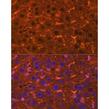 Immunofluorescence - Anti-Ceruloplasmin Antibody (A92238) - Antibodies.com