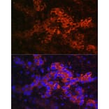 Immunofluorescence - Anti-Ceruloplasmin Antibody (A92238) - Antibodies.com