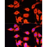 Immunofluorescence - Anti-SERPINA12 Antibody (A14160) - Antibodies.com