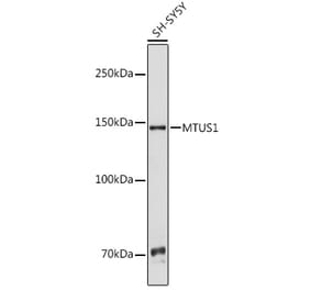 Western Blot - Anti-MTUS1 Antibody (A92247) - Antibodies.com