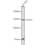 Western Blot - Anti-MTUS1 Antibody (A92247) - Antibodies.com