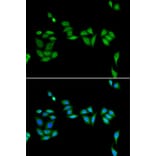 Immunofluorescence - Anti-PHF17 Antibody (A92251) - Antibodies.com
