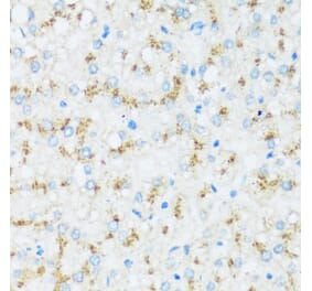 Immunohistochemistry - Anti-Apo-D Antibody (A92257) - Antibodies.com