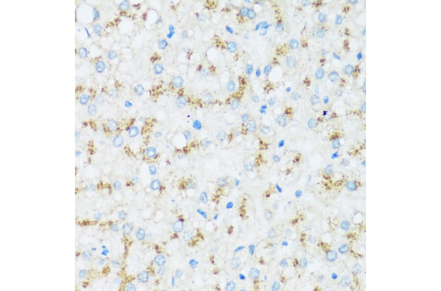 Immunohistochemistry - Anti-Apo-D Antibody (A92257) - Antibodies.com