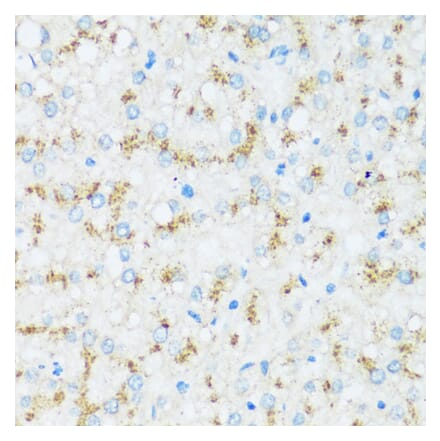 Immunohistochemistry - Anti-Apo-D Antibody (A92257) - Antibodies.com