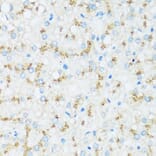 Immunohistochemistry - Anti-Apo-D Antibody (A92257) - Antibodies.com
