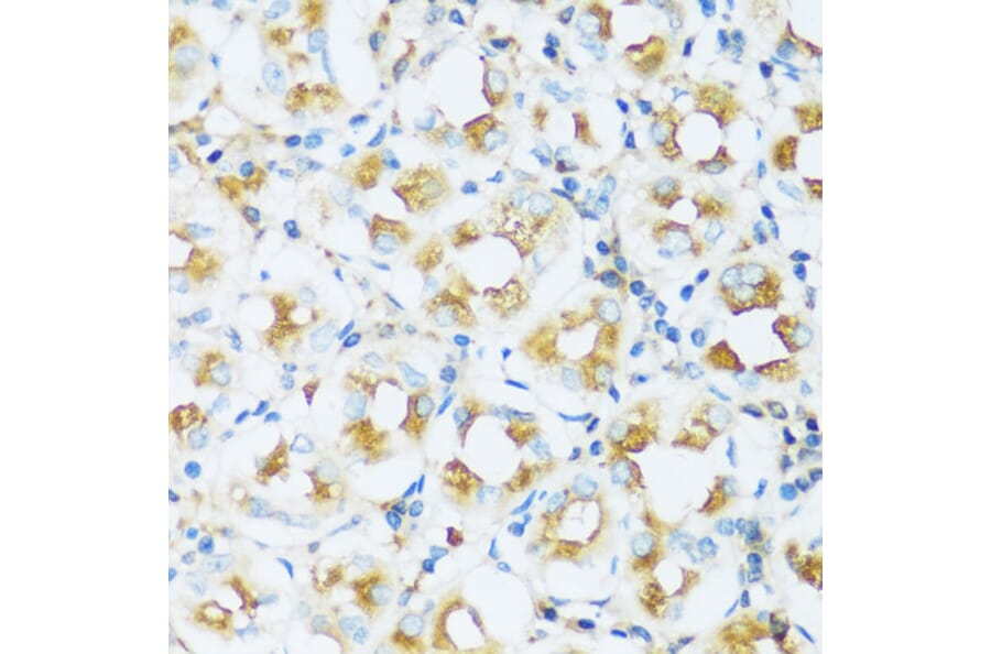 Immunohistochemistry - Anti-Apo-D Antibody (A92257) - Antibodies.com