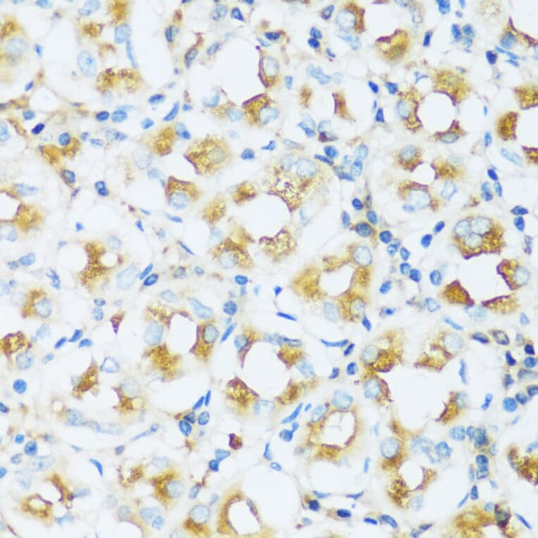 Immunohistochemistry - Anti-Apo-D Antibody (A92257) - Antibodies.com