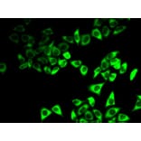 Immunofluorescence - Anti-IGFBP5 Antibody (A92259) - Antibodies.com