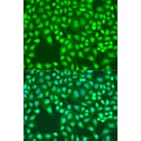 Immunofluorescence - Anti-Defb26 Antibody (A92264) - Antibodies.com