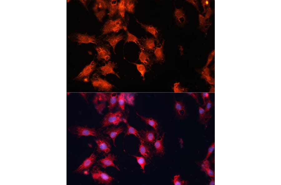 Immunofluorescence - Anti-DNAJA3 Antibody (A13386) - Antibodies.com