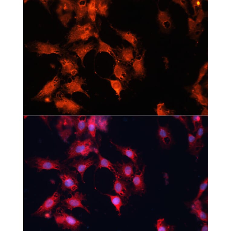 Immunofluorescence - Anti-DNAJA3 Antibody (A13386) - Antibodies.com