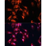 Immunofluorescence - Anti-DNAJA3 Antibody (A13386) - Antibodies.com